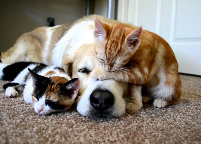 Создание сайта питомника